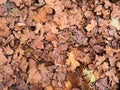 Aerial view of a pile of dry leaves scattered and piled up on the ground after the fall of the shade trees Platanus Ãâ hispanica